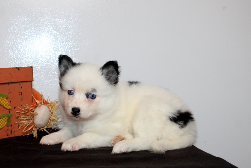 puppy, for, sale, Pomsky, Matthew B. Stoltzfus, dog, breeder, Gap, PA, dog-breeder, puppy-for-sale, forsale, nearby, find, puppyfind, locator, puppylocator, aca